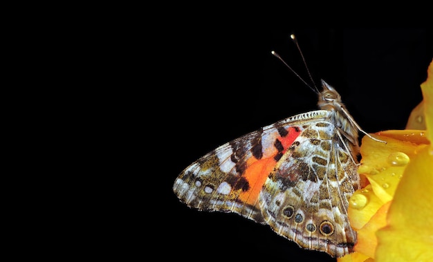 Una mariposa con la palabra mariposa en ella