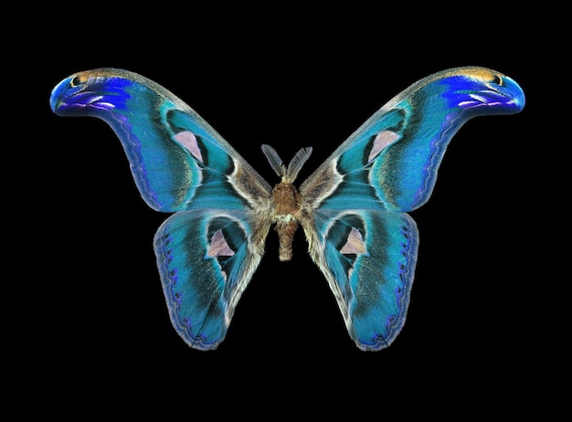 Una mariposa con la palabra mariposa en ella