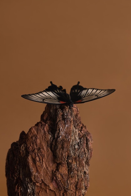 Mariposa papilio lowi bodegón concepto en corteza de madera sobre fondo degradado rojo vida silvestre