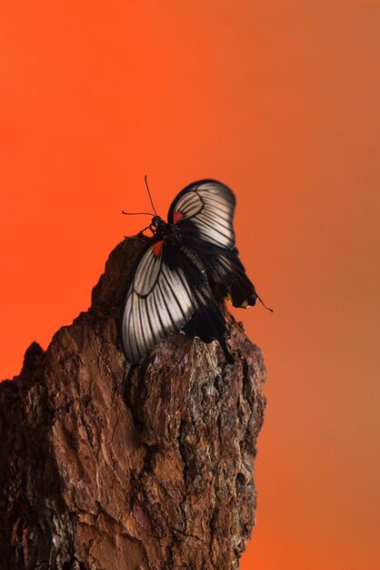 Mariposa papilio lowi bodegón concepto en corteza de madera sobre fondo degradado rojo vida silvestre
