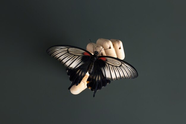 Mariposa papilio lowi bodegón concepto en mano de madera sobre fondo verde oscuro vida humana y salvaje