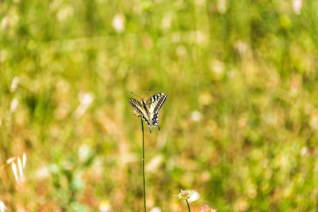 Mariposa Papilio Machaon en flor con fondo borroso.