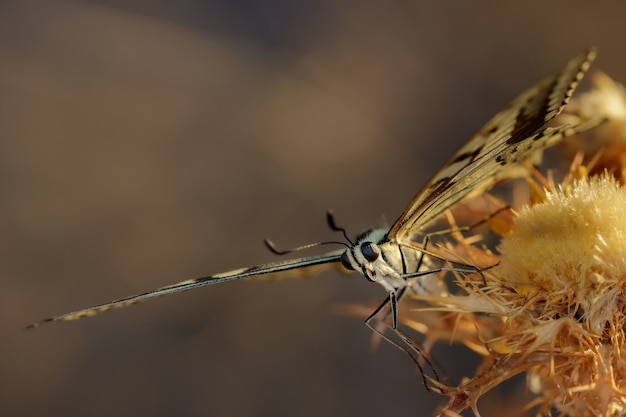 Mariposa Papilio machaon en su entorno natural