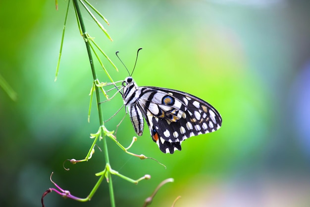 La mariposa Papilio o la mariposa común de la lima descansando sobre las plantas de flores