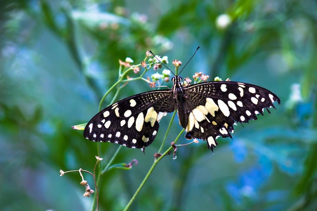 La mariposa Papilio o la mariposa de lima común aplauden las alas y descansan sobre las plantas de flores