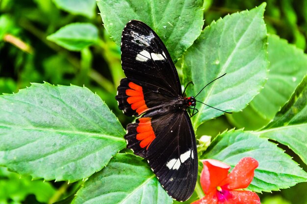 Foto mariposa parides iphidamas o mariposa corazón con parches rojos lepidópteros