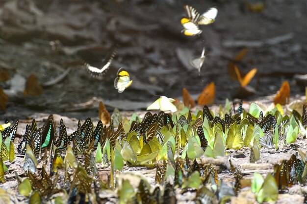 Mariposa en el Parque Nacional Kaeng Krachan de Tailandia