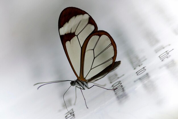 La mariposa de patas de cepillo Greta oto sentada en un panel de información