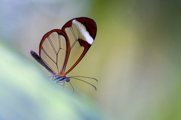 Foto la mariposa de patas de cepillo greta oto