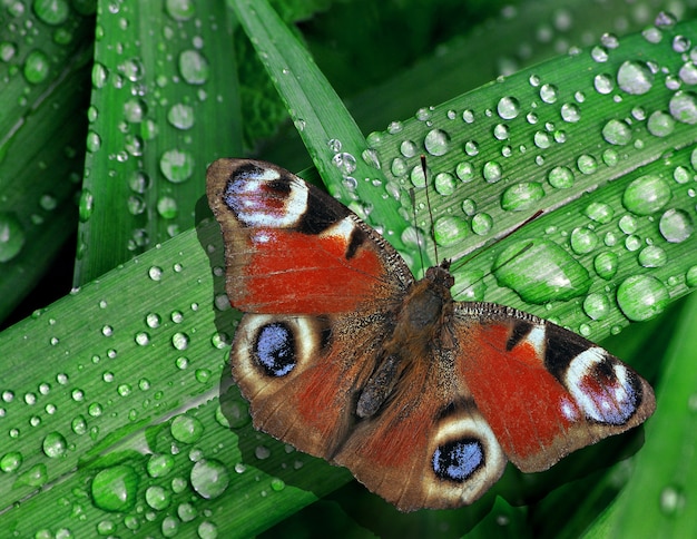 Mariposa pavo real de colores brillantes sobre hojas verdes de un lirio en gotas de agua después de la lluvia