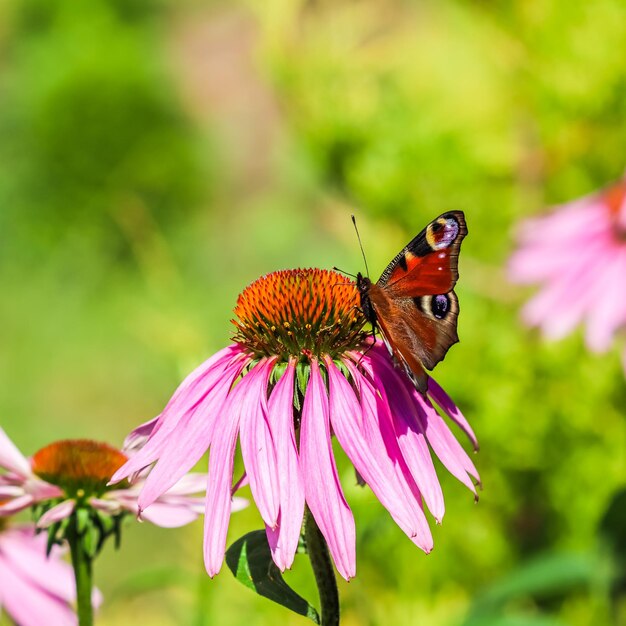 Mariposa pavo real europea Inachis io Aglais io sobre la flor morada Echinacea en un jardín de verano