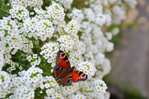 Mariposa pavo real europea (Inachis io) en una flor