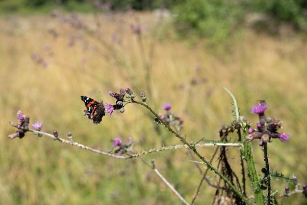 Mariposa pavo real posada sobre un cardo