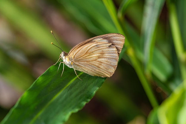 Mariposa pequeña y hermosa mariposa fotografiada con una lente macro en hojas en un enfoque selectivo de jardín