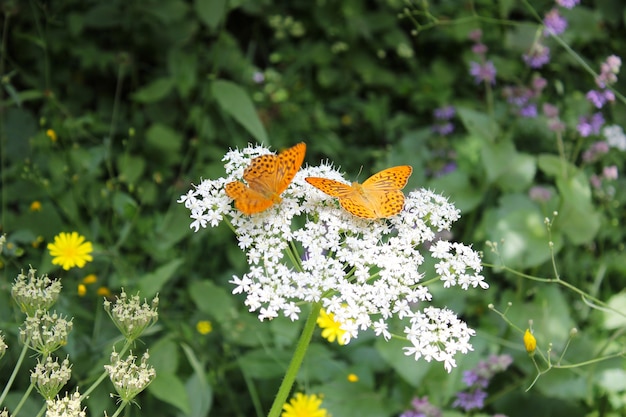 Mariposa Pieridae en la flor y planta, naturaleza y vida silvestre, vida de insectos, superficie verde.