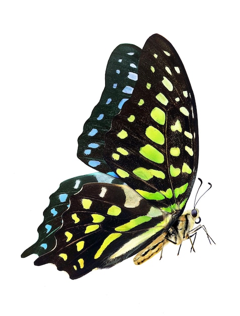 una mariposa pintada de verde y azul