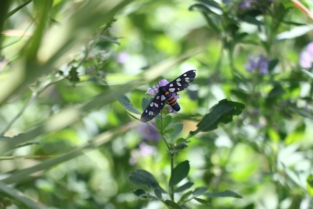 Una mariposa en una planta con una flor morada en el fondo.