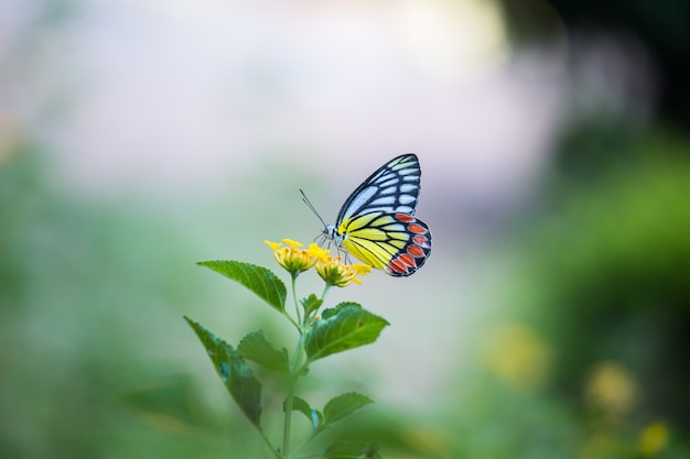 Mariposa en la planta de flores