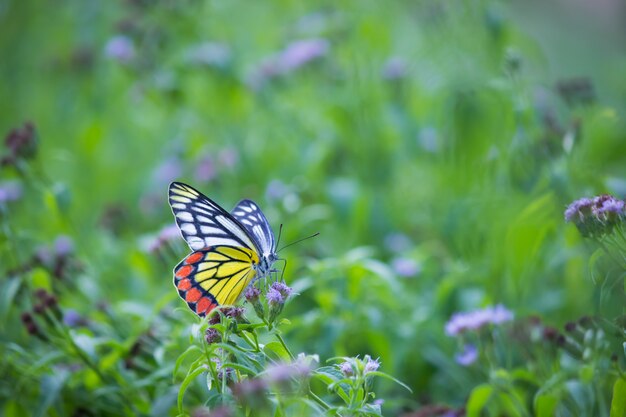 Mariposa en la planta de flores