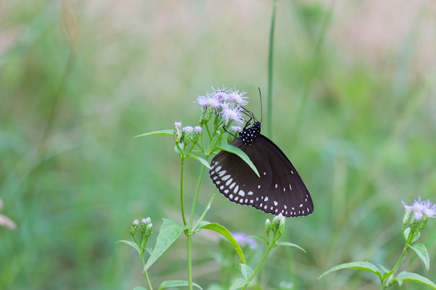 Mariposa en la planta de flores