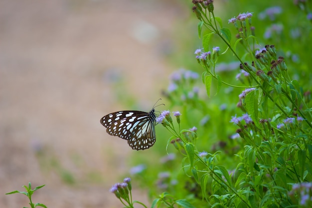 Mariposa en la planta de flores