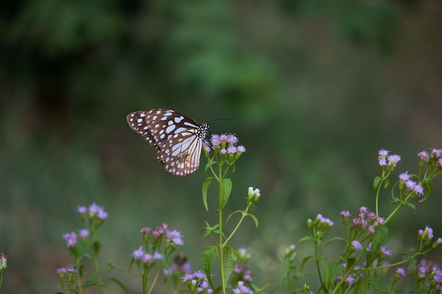 Mariposa en la planta de flores