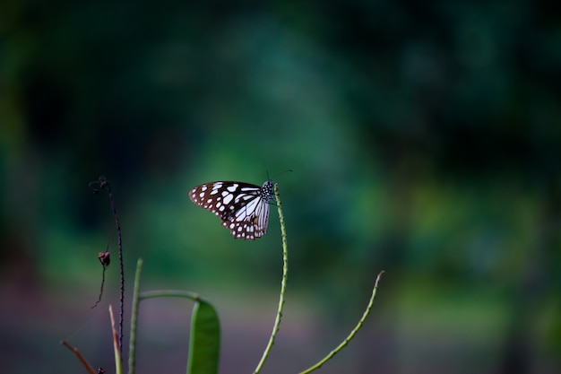 Mariposa en la planta de flores