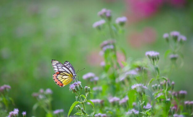 Mariposa en la planta de flores