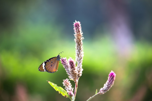 Mariposa en la planta de flores