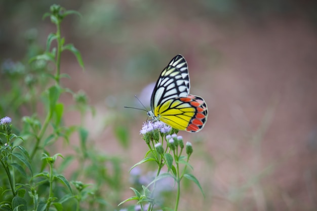 Mariposa en la planta de flores