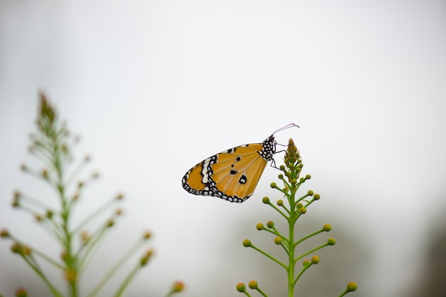 Mariposa en la planta de flores