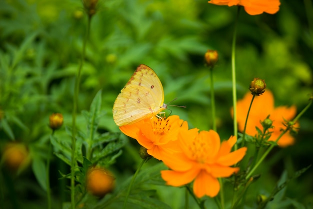 Mariposa en la planta de flores