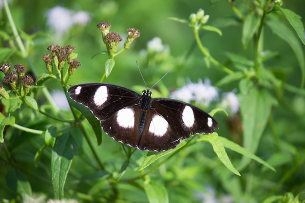 Mariposa en la planta de flores