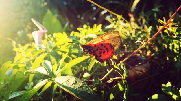 Foto mariposa en la planta durante la puesta del sol