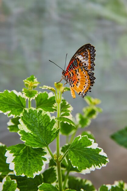 Foto mariposa en la planta