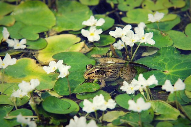 Mariposa en la planta