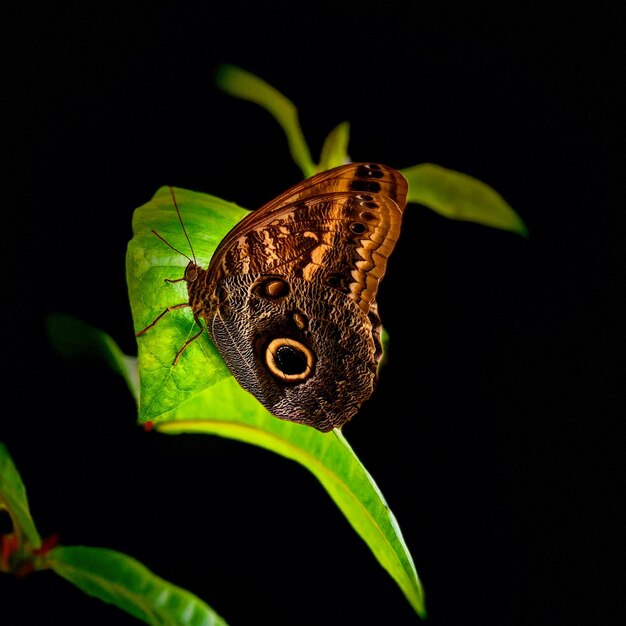 Mariposa en la planta