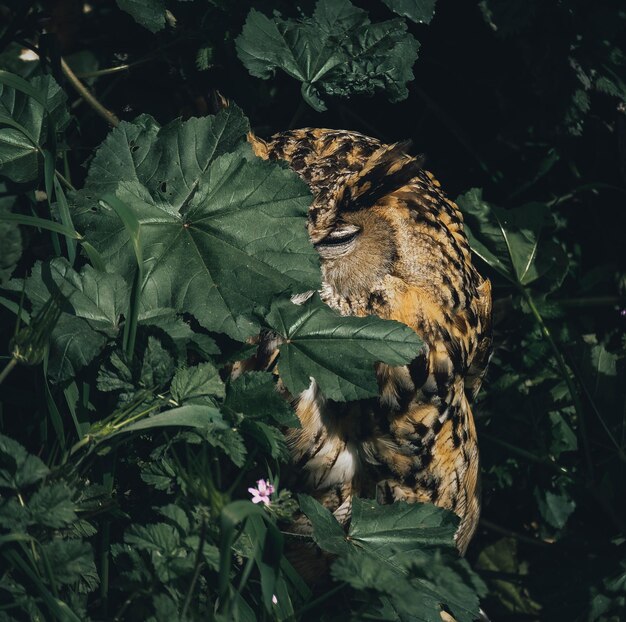 Foto mariposa en una planta