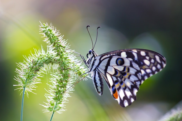 Mariposa en la planta