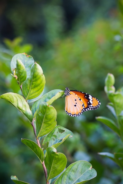 Mariposa en la planta