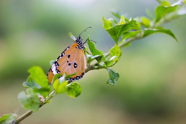 Mariposa en la planta