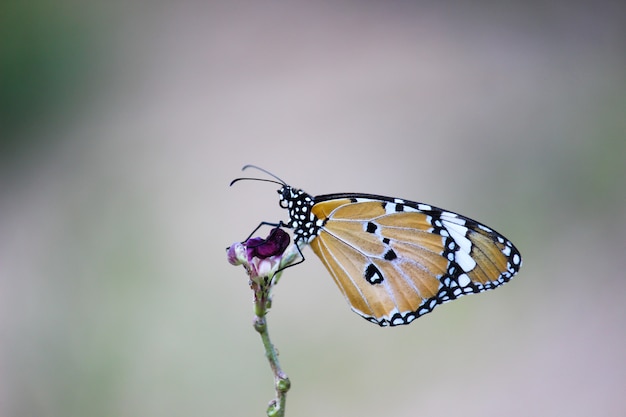 Mariposa en la planta