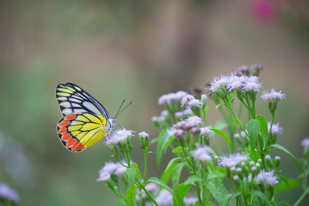 Mariposa en las plantas de flores