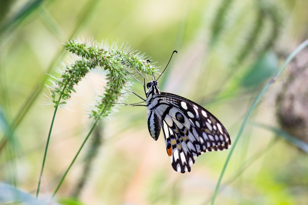 Mariposa en las plantas