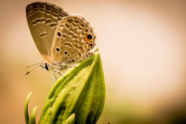 Foto mariposa - polinizador