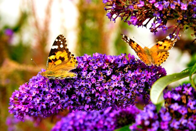 Foto la mariposa polinizando una flor púrpura