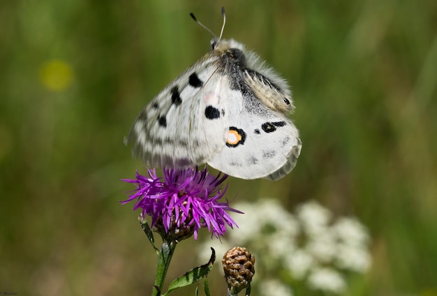 Mariposa posada en una flor de lavanda