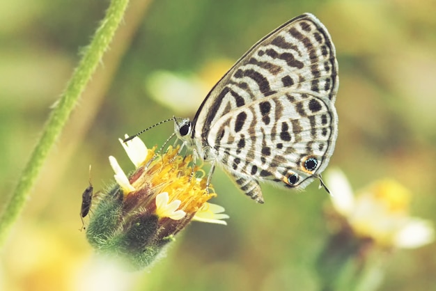 una mariposa posada en la hermosa flor