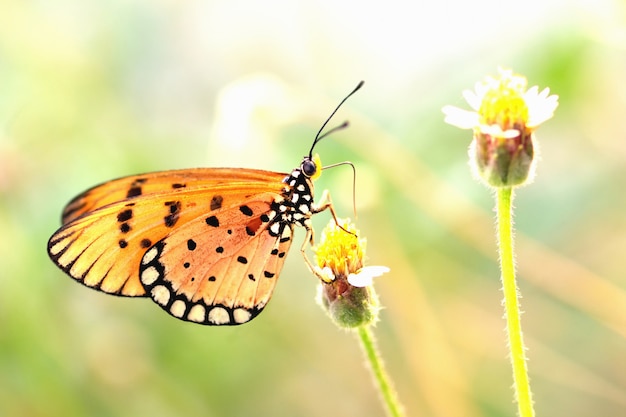 Una mariposa posada en la hermosa flor