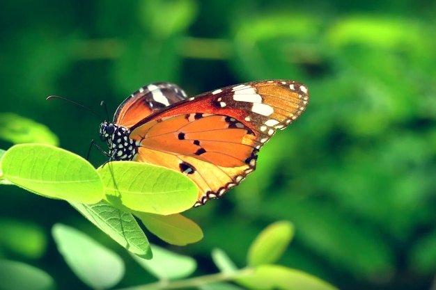 Una mariposa posada en la hermosa flor